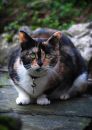 Wary_Cat.jpg