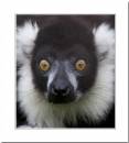 What-big-eyes-you-have.jpg