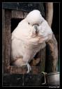 White_Owl.jpg