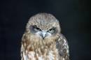 Who-you-looking-at.jpg