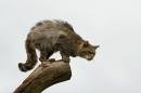 Wild-Cat.jpg