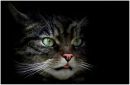 Wild-Cat1.jpg