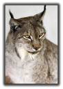 Wild_Cat.jpg