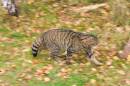Wild_Cat_2.jpg
