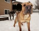 Winston-pees001.jpg