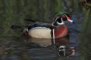 Wood-Duck1.jpg