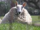 Woolly_Dog_i_e_Sheep_.jpg