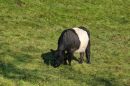 XT325406M_Belted_Galloway_.JPG