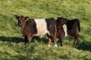 XT325410M_Belted_Galloway_calves_.JPG