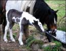 /gallery/data/513/thumbs/You_can_take_your_foal_to_water.jpg