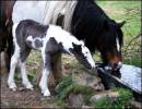 You_can_take_your_foal_to_water.jpg