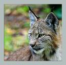 YoungLynx01.jpg