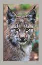 YoungLynx02.jpg