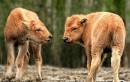Young_Bison--Becoming_Friends.jpg