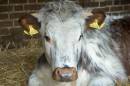 Young_Calf.jpg