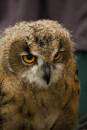 Young_Eurasian_Eagle_Owl.jpg