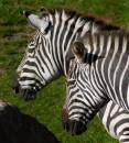 Zebras.jpg