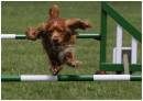 agility1_193l.jpg