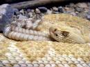 albino_Western_Diamondback.JPG
