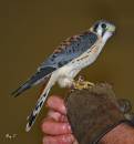 american_Kestrel1.jpg