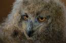 baby-eagle-owl-fuzzy.jpg