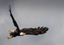 bald-eagle5-sep-07.jpg