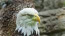 bald_eagle_close_up_7-6-2007.jpg