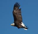 bald_eagle_in_flight.jpg