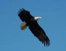 bald_eagle_in_flight2a.jpg