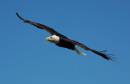 bald_eagle_in_flight6a.jpg