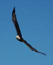 bald_eagle_in_flight9a.jpg