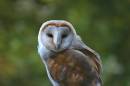 barn_owl2.JPG
