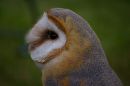 barn_owl_IMGP9595.jpg