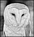 barnowl.jpg