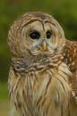 barred-owl.jpg