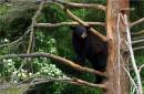bear_2.jpg