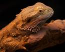 bearded-dragon-3.jpg