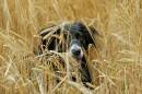 billy_in_the_wheatfield_2.jpg