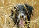 billy_in_the_wheatfield_3.jpg
