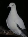 bird.jpg