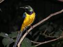 bird_1.jpg
