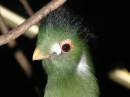 bird_portrait.jpg