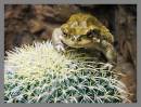 cactus_toad.JPG