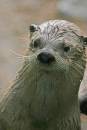 candian_otter.jpg
