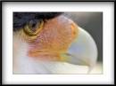 caracara.jpg
