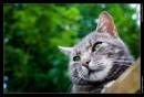 cat-1-web.jpg