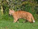 catmouse250407-004.jpg