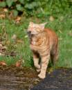 catmouse250407-010.jpg