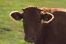 cattle-aug-2-2009-1.jpg