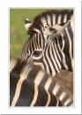 chapmans-zebra.jpg